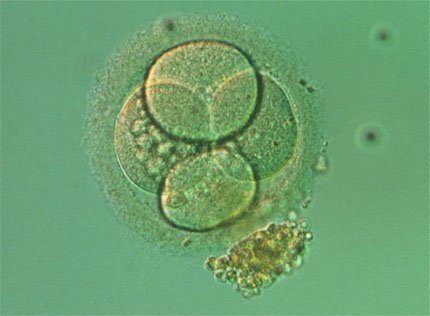 embrione_4cellule